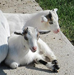 Two goats laying on the ground next to each other.